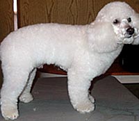 This is Becks after being groomed with Alpha White™