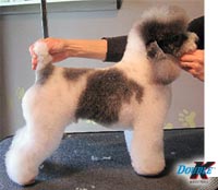 This is Denali after being groomed with Alpha White™