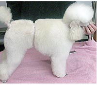 This is Jazzy after being groomed with Alpha White™