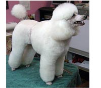 This is Jones after being groomed with Alpha White™