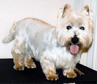 This is Kent after being groomed with Alpha White™