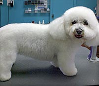 This is Lucy after she was groomed with Alpha White™