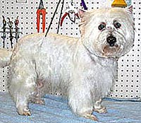 This is Simon after grooming with Alpha White™