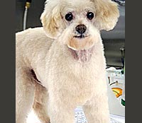 This is Spike after he was groomed with Alpha White™