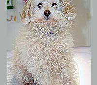 This is Spike before he was groomed with Alpha White™