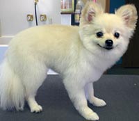 This is Zoey after grooming  with Alpha White™