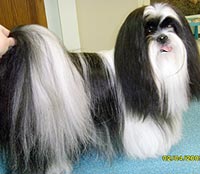 This is Wags after being groomed with Midnight White™