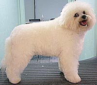 This is Jean Luc after being groomed with Alpha White™