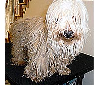 This is Jill before grooming with The Solution™