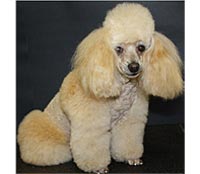 This is Tinso after grooming with The Solution™
