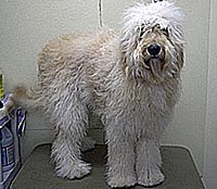 This is Buddy before he was groomed with Ultimate®