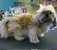 This is Chewbacca before he was groomed with Ultimate®