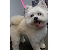 This is Mingy after being groomed with Ultimate®