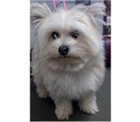 This is Mingy before she was groomed with Ultimate®