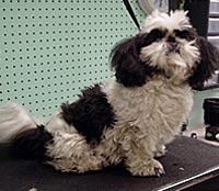 This is Sophie before she was groomed with Ultimate®